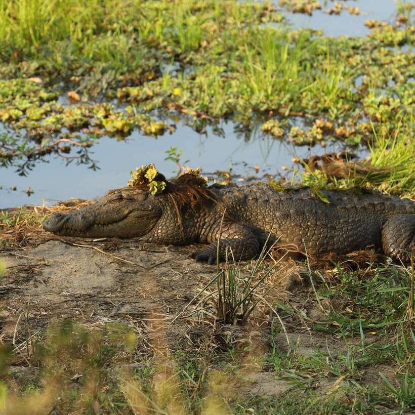 Udawalawa National Park: All Inclusive Safari Day Tour - Introduction
