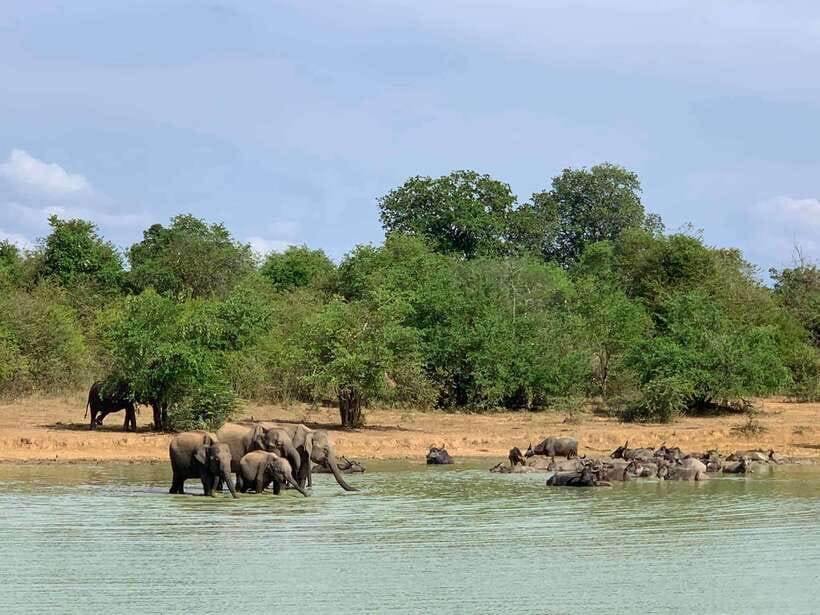Udawalawa National Park: All Inclusive Safari Day Tour - The Safari Experience: What You Can Expect