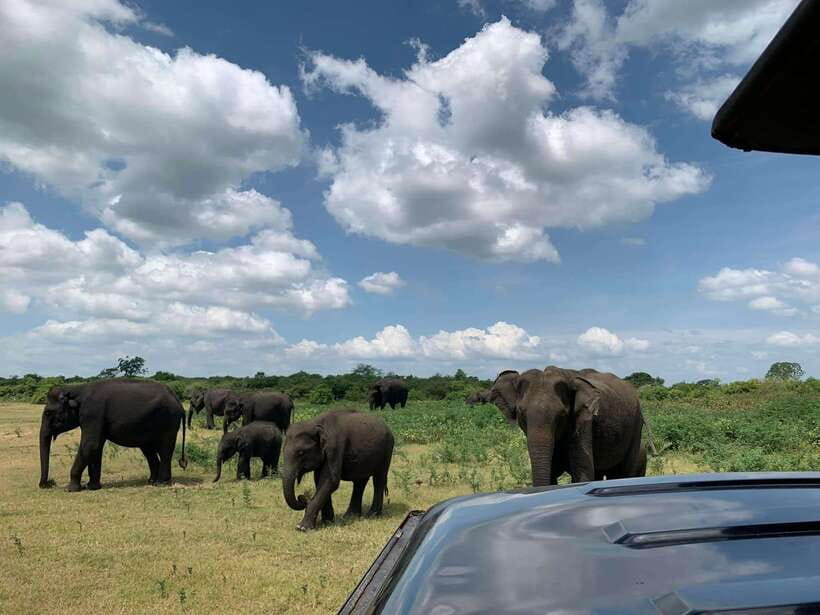 Udawalawa National Park: All Inclusive Safari Day Tour - The Sum Up