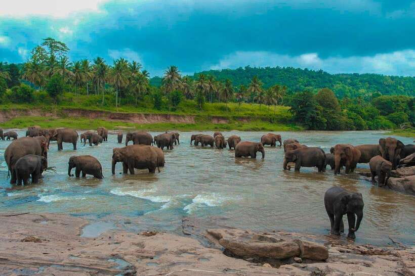 From Colombo: 4-Day Sri Lanka Tour with Elephant Orphanage - The Sum Up