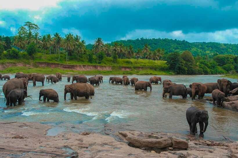 From Colombo: 4-Day Sri Lanka Tour with Elephant Orphanage - FAQ