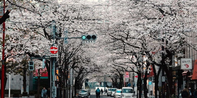 Tokyo City of Lights Private Tour Sightseeing Tour Private - Final Thoughts