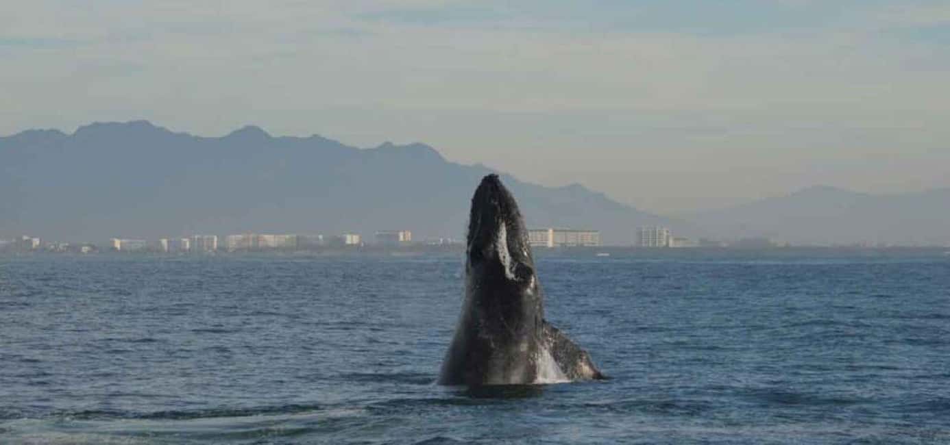 Puerto Vallarta: Whale Watching Adventure Tour - A Deeper Look: What to Expect on the Tour