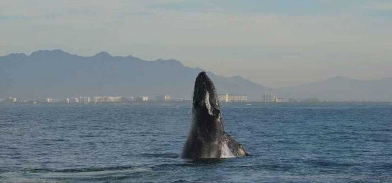 Puerto Vallarta: Whale Watching Adventure Tour - FAQ