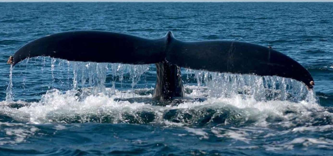 Puerto Vallarta: Whale Watching Adventure Tour - Puerto Vallarta: Whale Watching Adventure Tour