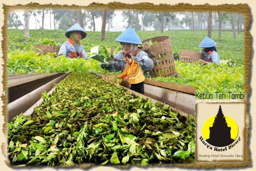 YOGYAKARTA: DIENG PLATEAU NATURE TOURISM AND TEA PLANTATION. - FAQ