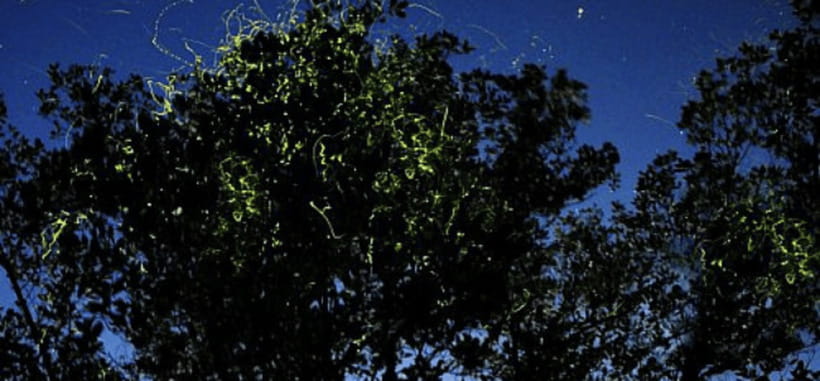 Iwahig Firefly Watching Tour| Puerto Princesa - The Experience in Detail