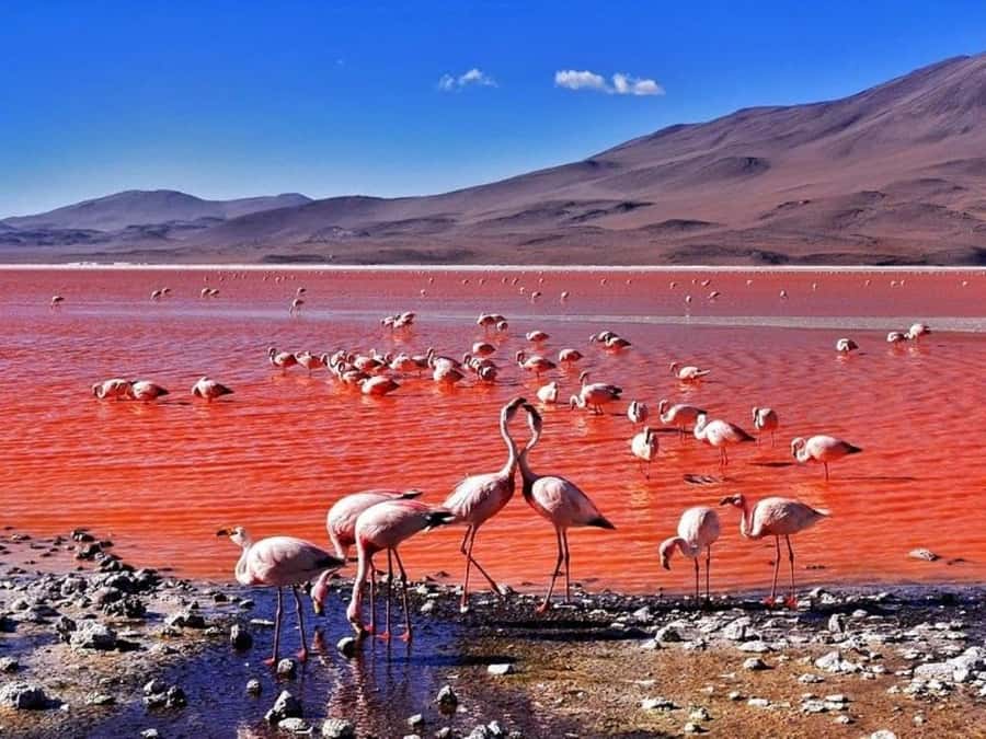 From San Pedro de Atacama: Uyuni Salt | Shared Service 3D/2N - Final Thoughts