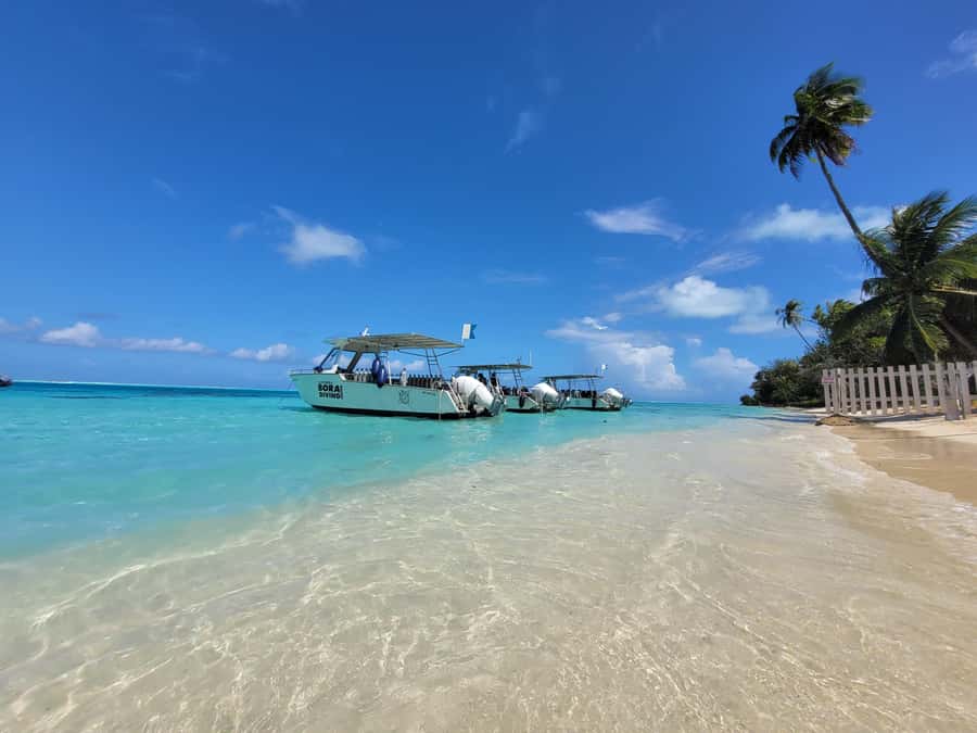 Bora Bora: 1 afternoon dive for certified divers - Who Is This Tour Best For?