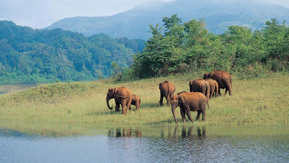 Exclusive, Periyar Wildlife Overnight Tour with Guide - Final Thoughts: Who Is This Tour For?
