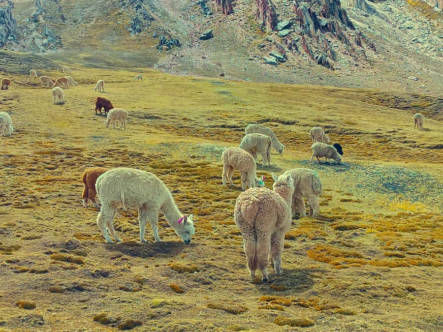 Discover the Rainbow mountain and Red Valley on a Day Tour - A Deep Dive into the Experience