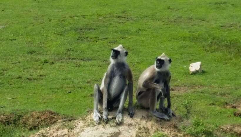 Wilpattu National Park: Full-Day Safari From Trincomalee - FAQ