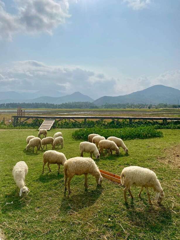 From Nha Trang: Phan Rang Tanyoli Sand Dunes Day Trip - Who Will Enjoy This Tour?