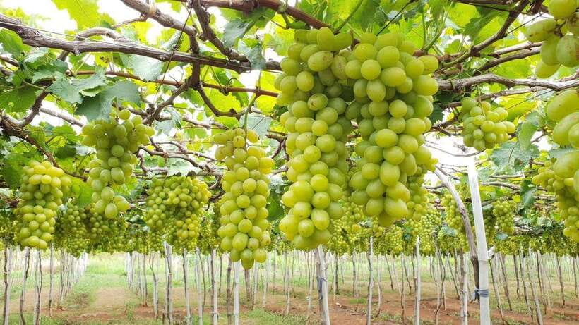 From Nha Trang: Phan Rang Tanyoli Sand Dunes Day Trip - FAQ