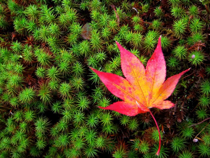 Osaka: Katsuo-ji Temple with Hundreds of Daruma Figures - Final Thoughts: Who Will Love This Tour?