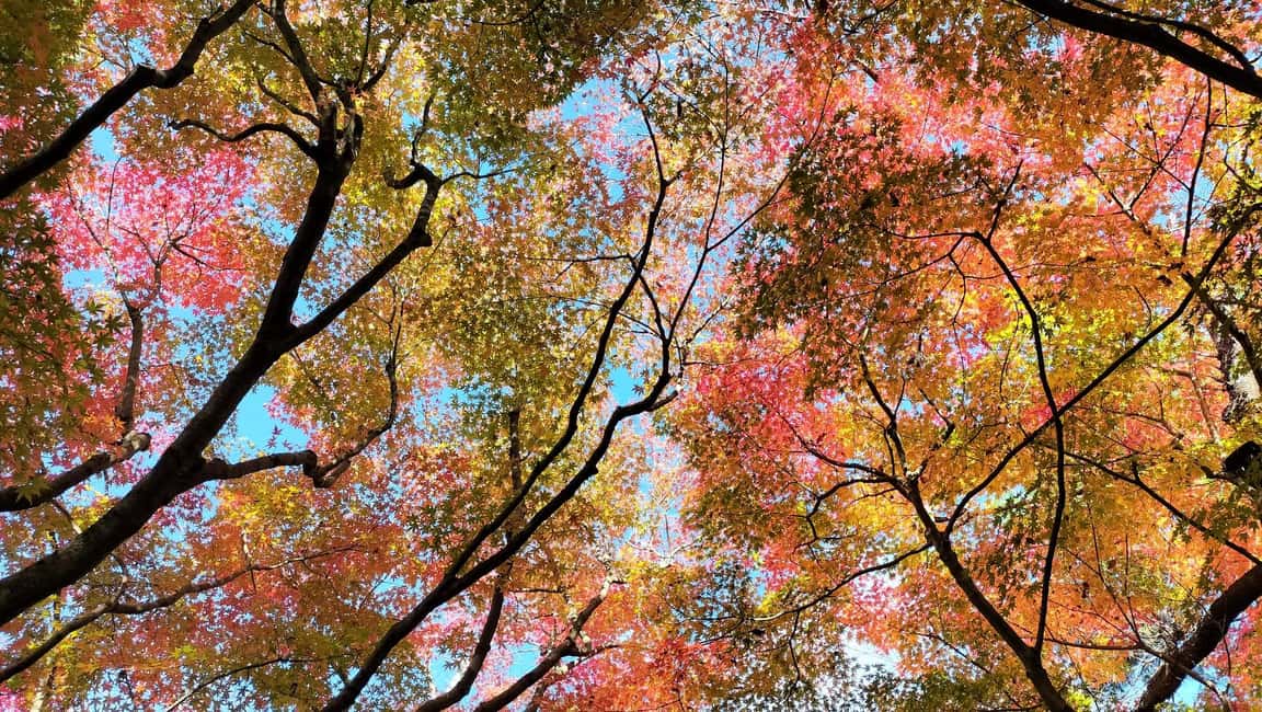 Osaka: Katsuo-ji Temple with Hundreds of Daruma Figures - FAQs