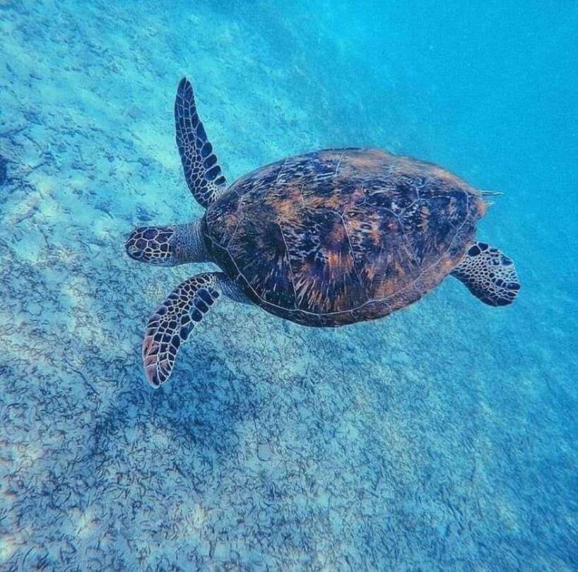 Sri Lanka: 3-Day 2night South Coast Tour with Whale Watching - Authentic Experiences and Authenticity