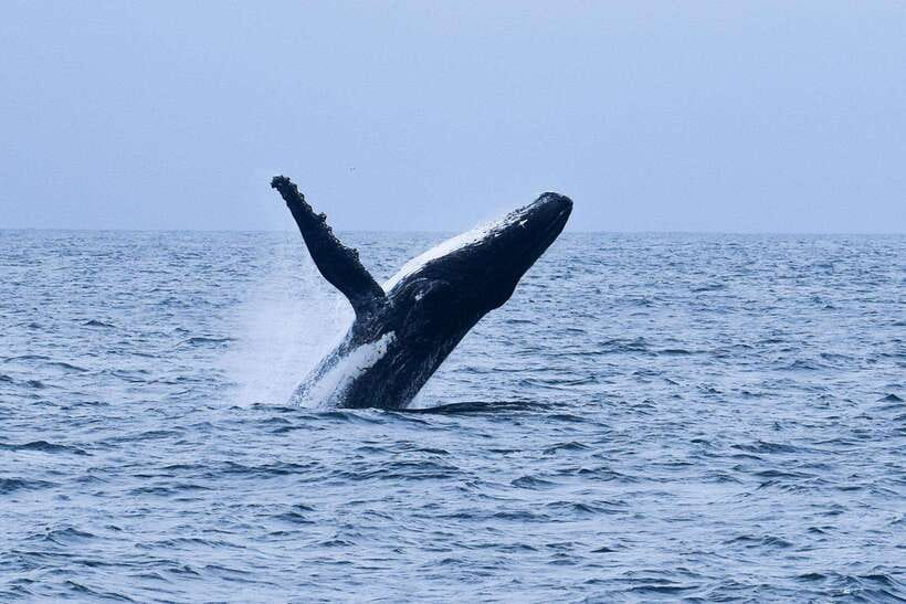 Sri Lanka: 3-Day 2night South Coast Tour with Whale Watching - Key Points