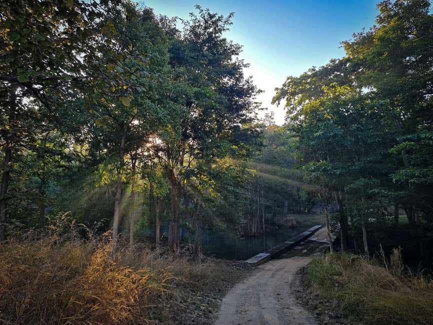 From Khajuraho: Panna National Park Official Tiger Safari - A Practical Look at the Panna Tiger Safari  