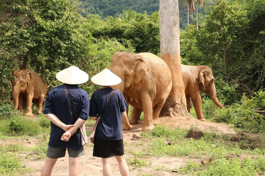 Samui: Elephant Home Sanctuary and the first elephant museum - Discovering Koh Samui’s Elephant Sanctuary
