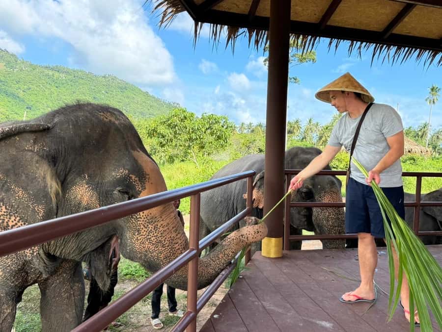 Samui: Elephant Home Sanctuary and the first elephant museum - The Itinerary in Detail