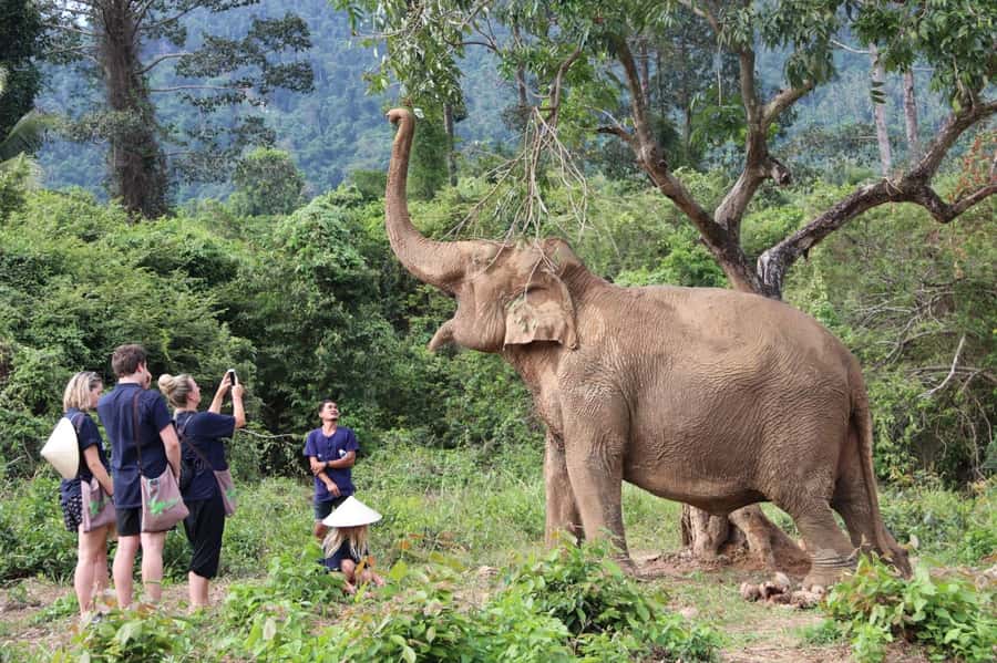 Samui: Elephant Home Sanctuary and the first elephant museum - FAQs