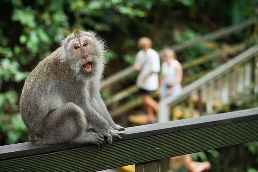 Ubud: Monkey Forest, Rice Terraces, and Swing Day Tour - Why Choose This Ubud Day Tour?