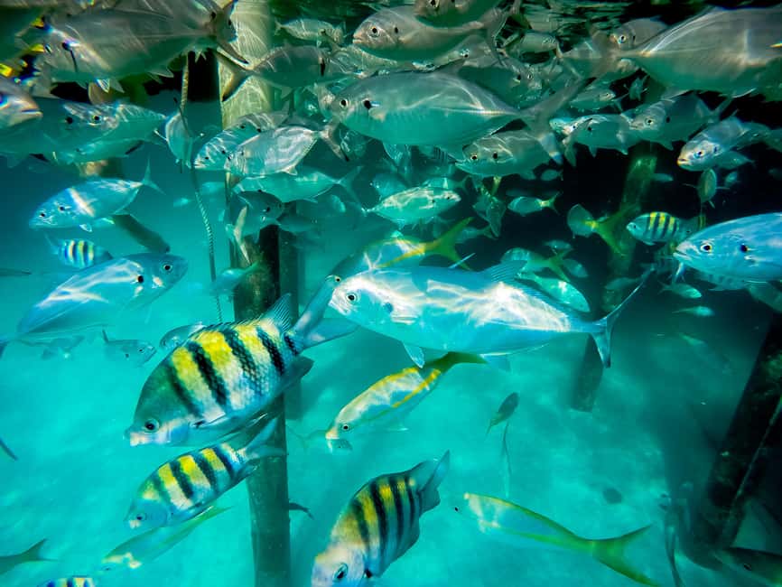 Punta Cana: Marinarium Snorkeling Cruise - Marine Park and Snorkeling Experience