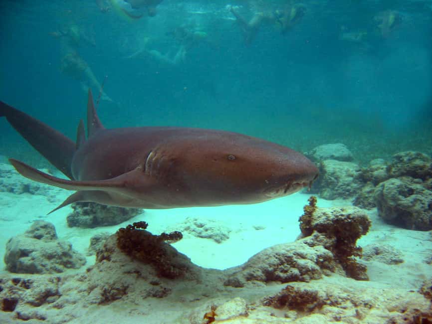 Punta Cana: Marinarium Snorkeling Cruise - The Itinerary and Transportation