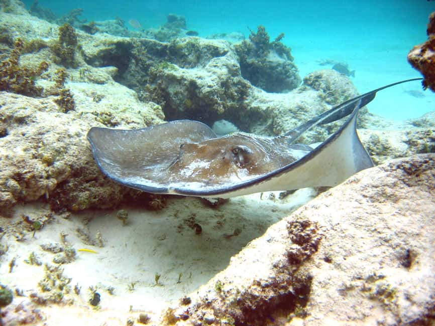 Punta Cana: Marinarium Snorkeling Cruise - Practical Details and Tips