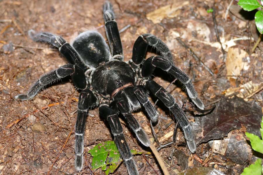 Tambopata Rainforest Night Walk & River Exploration - Key Points