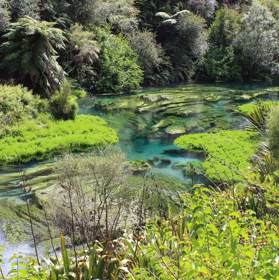 Private Tour: Hunua Falls, Blue Springs & Mclaren waterfall - Practical Details & Experience Quality