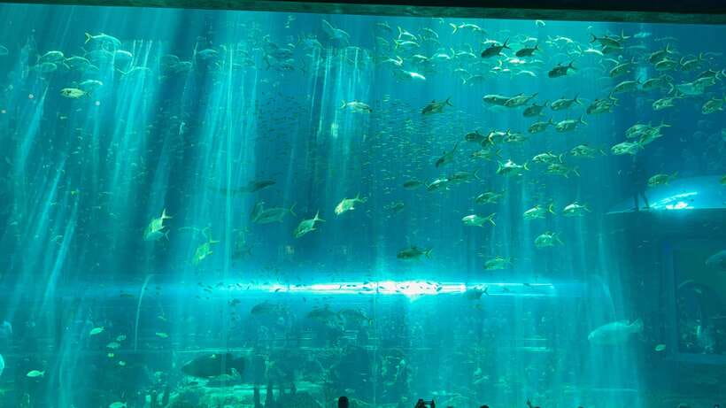 Phu Quoc VinWonders Theme Park And Safari Wildlife Tour - Final Thoughts