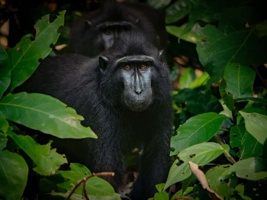 North Sulawesi, Bitung: Tangkoko Wildlife Adventure - Practical Details and Value