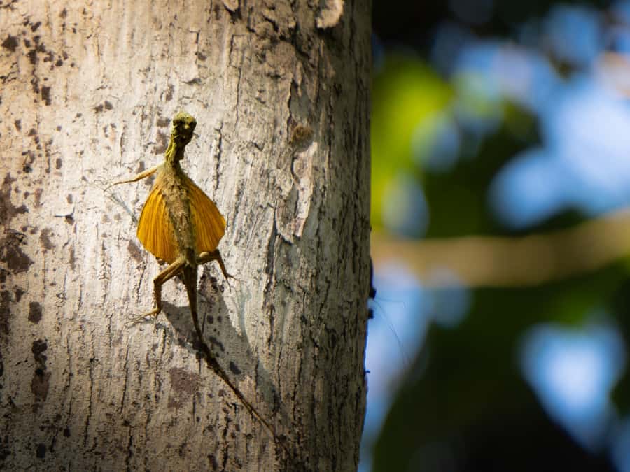 North Sulawesi, Bitung: Tangkoko Wildlife Adventure - Good To Know