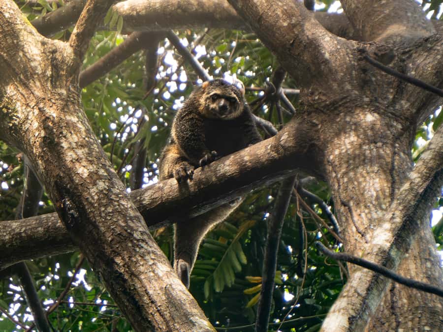 North Sulawesi, Bitung: Tangkoko Wildlife Adventure - Authentic Insights from Other Travelers