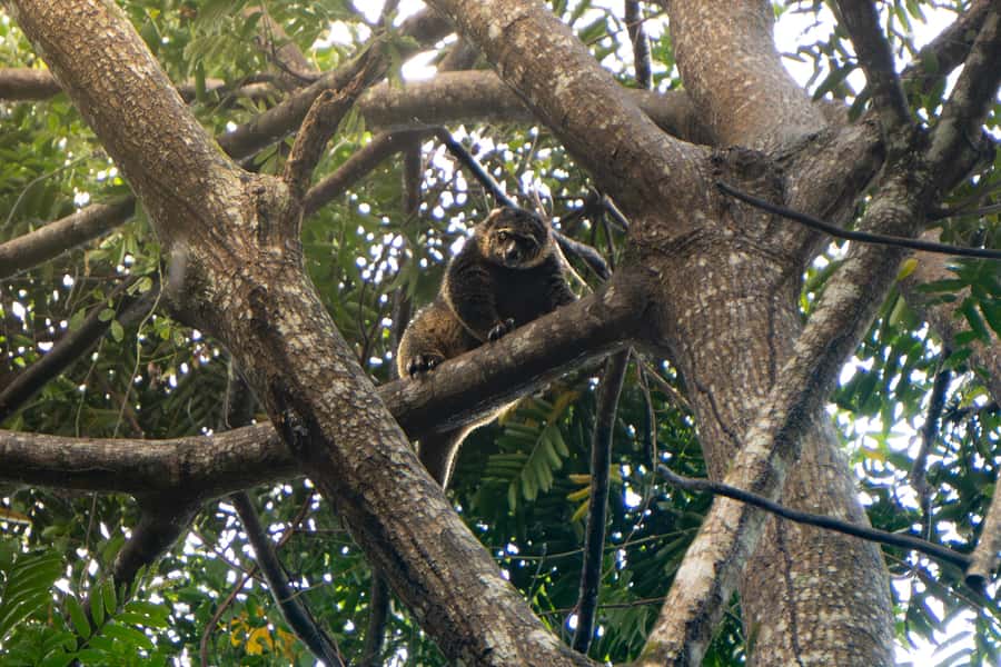 North Sulawesi, Bitung: Tangkoko Wildlife Adventure - FAQs