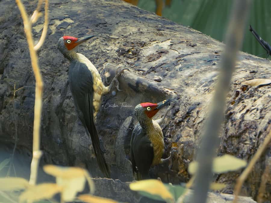 North Sulawesi, Bitung: Tangkoko Wildlife Adventure - Who is This Tour Best For?