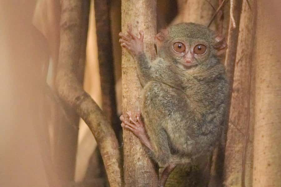 North Sulawesi, Bitung: Tangkoko Wildlife Adventure - An Overview of the Experience