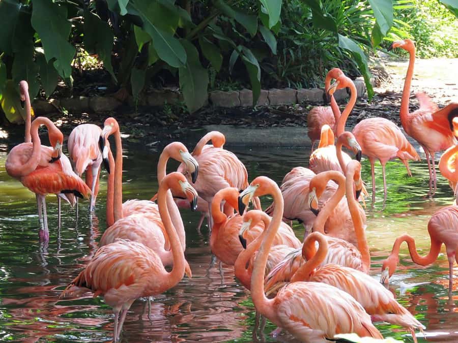 Guided Tour: Brazilian Falls and Exotic Birds at Bird Park - Deep Dive into the Experience