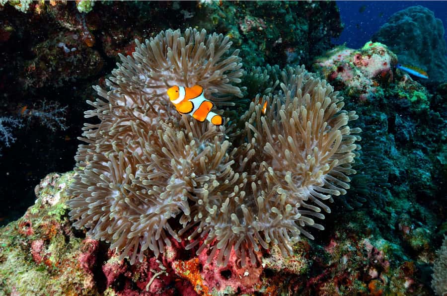 Phuket: Similan Islands Day Tour by Speedboat with Lunch - FAQ