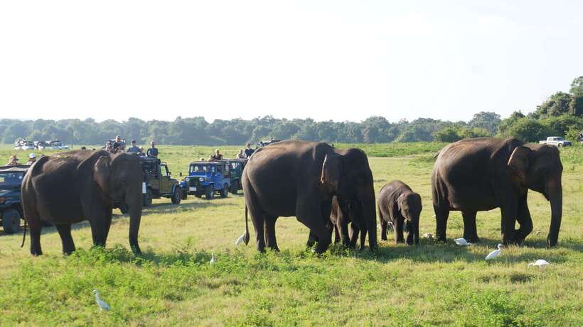 private tour guide in Sri lanka : 5 Days Tour Package - Who Would Love This Tour?