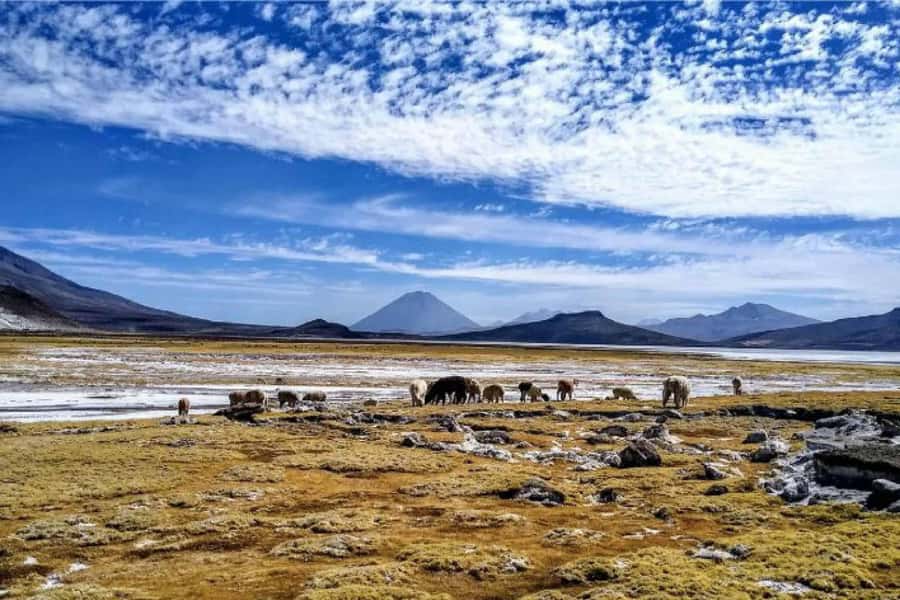 From Arequipa: Excursion to the Salinas Lagoon - Why This Tour Offers Great Value