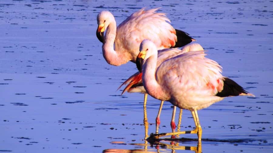 From Arequipa: Excursion to the Salinas Lagoon - Frequently Asked Questions