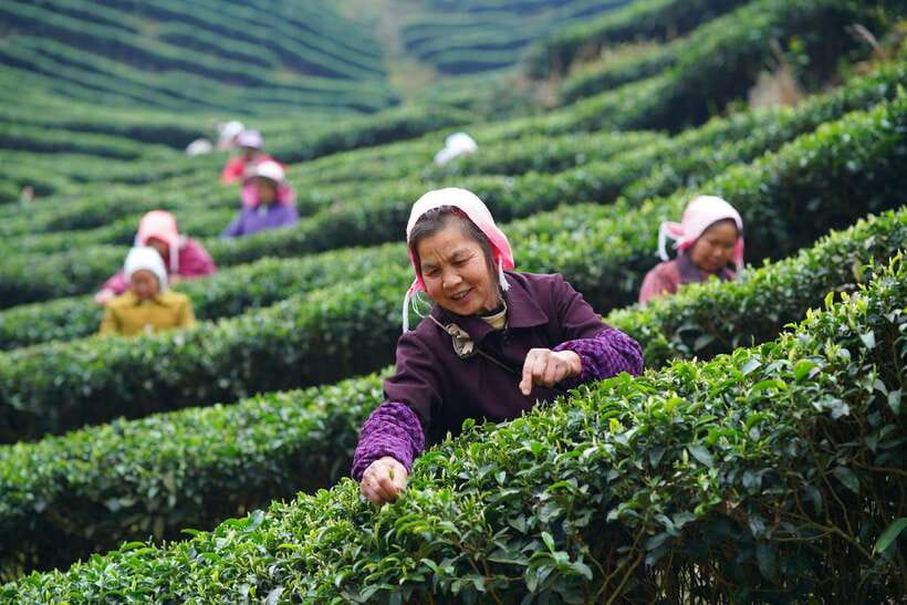 Wuyishan: 3-Day Tea Culture and Bamboo Rafting Tour - FAQ