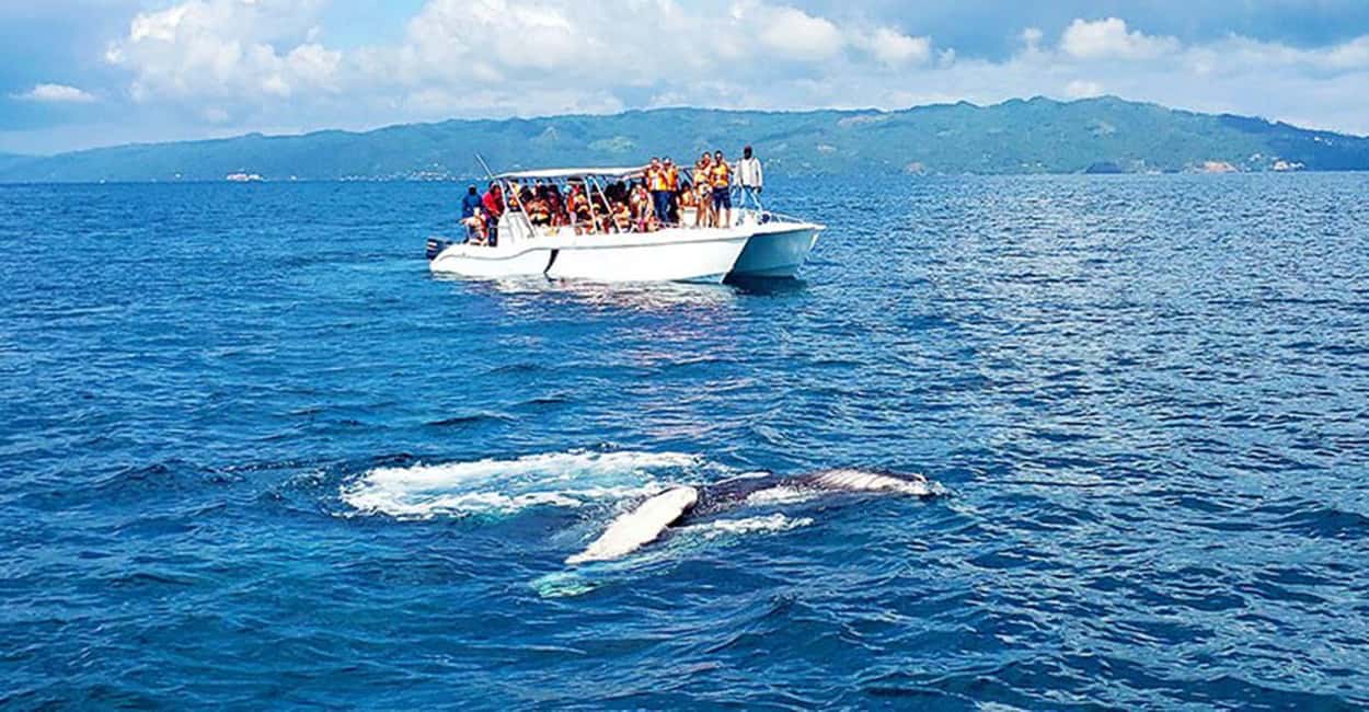 Las Terrenas: Whale Watching and Cayo Levantado Island Tour - Las Terrenas: Whale Watching and Cayo Levantado Island Tour
