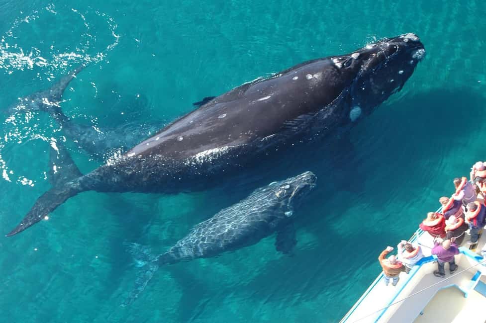Las Terrenas: Whale Watching and Cayo Levantado Island Tour - Who Will Love This Tour?