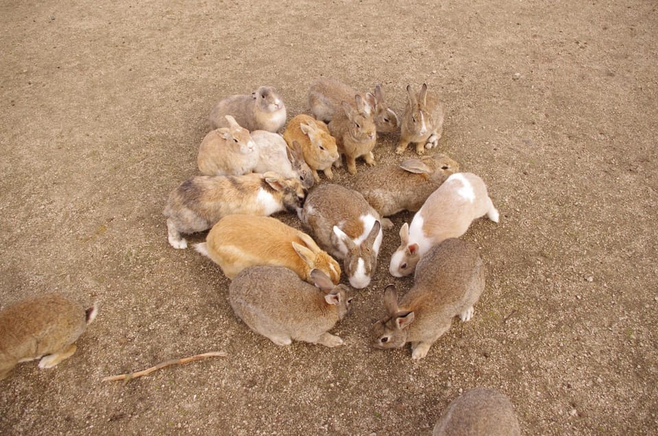 From Hiroshima: Rabbit Island and Takehara Town Tour - Good To Know