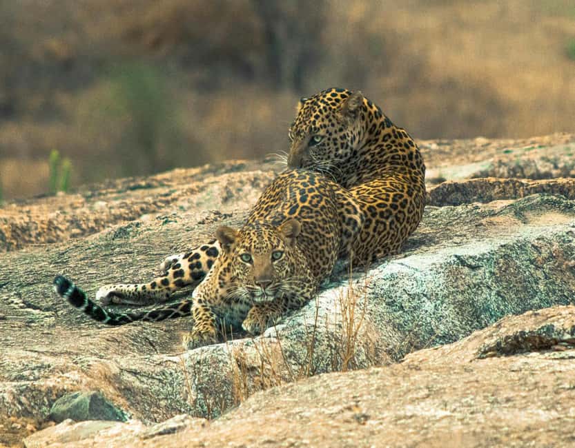 Jodhpur: Day Trip to Jawai Leopard Safari and Ranakpur - Price & Value Analysis