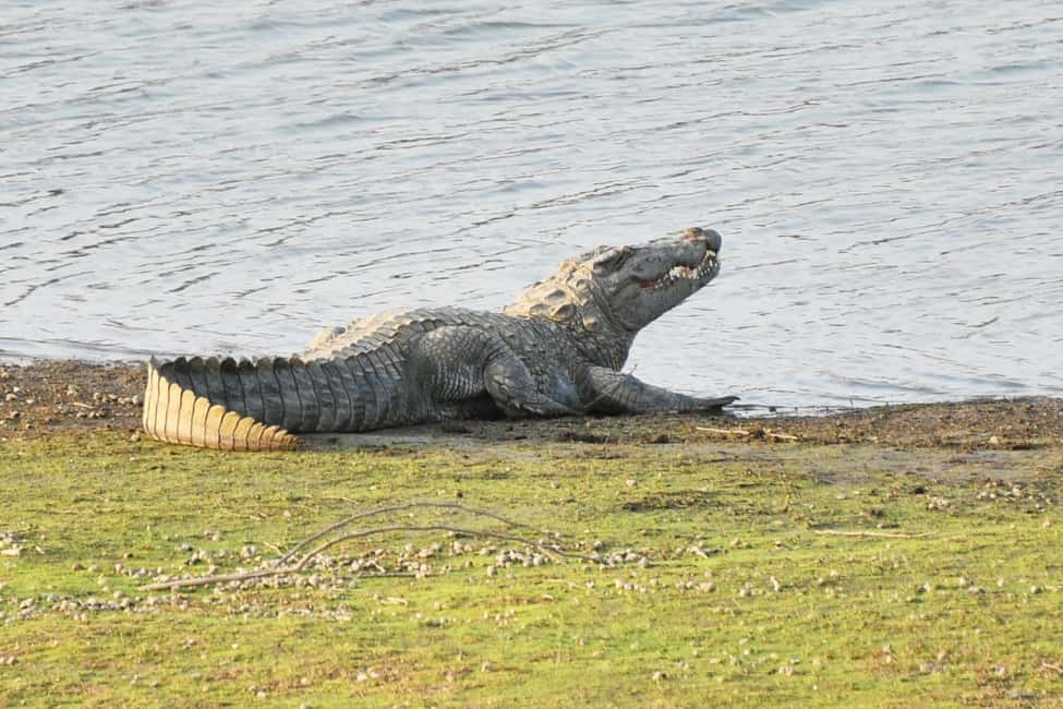 Jodhpur: Day Trip to Jawai Leopard Safari and Ranakpur - FAQ